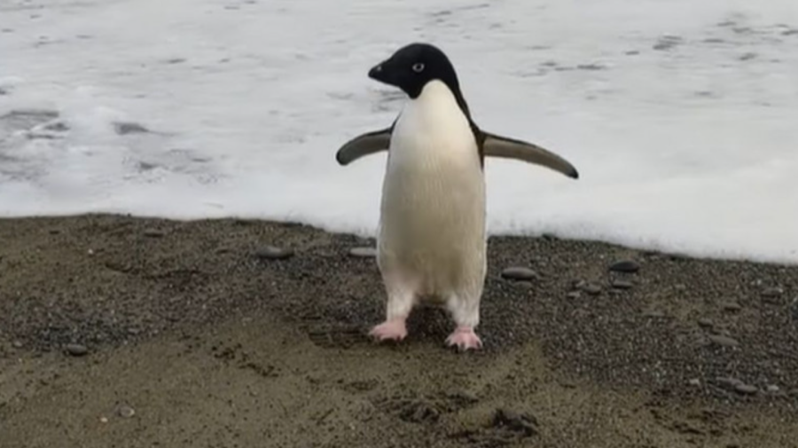 VIDEO „Nu s-a mișcat timp de o oră”. Poveste unui pinguin care a ajuns întâmplător în Noua Zeelandă