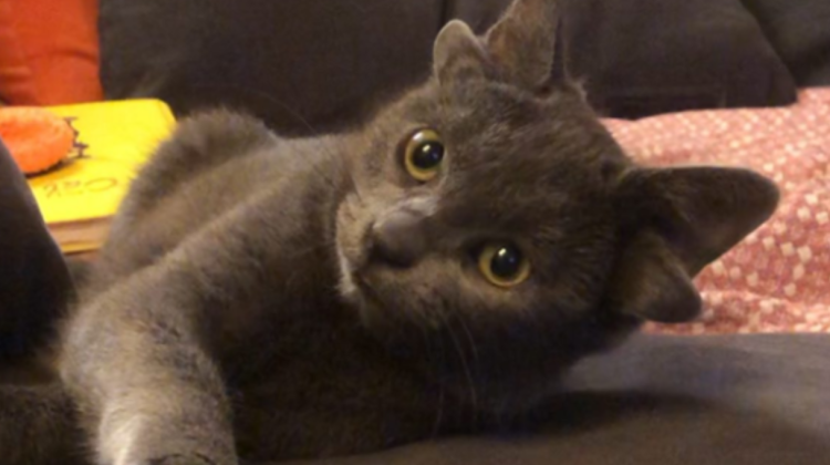 VIDEO O pisică adorabilă s-a născut cu patru urechi. Felina „influencer” are peste 50 000 de urmăritori pe Instagram