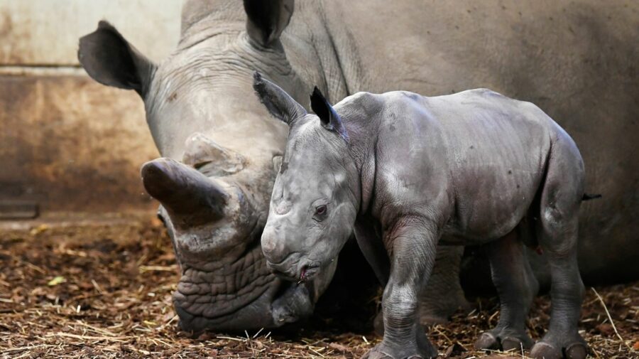 Dragoste de rinocer. Un pui îşi protejează mama în timp ce este tratată. VIDEO a devenit viral