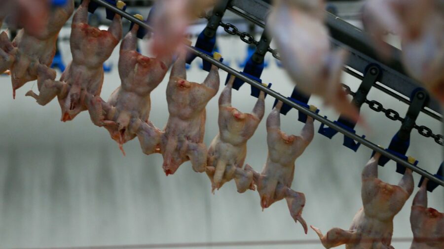 Aveți grijă ce cumpărați! Salmonella, depistată în zeci de tone de carne de pasăre în Chișinău, importată din Polonia
