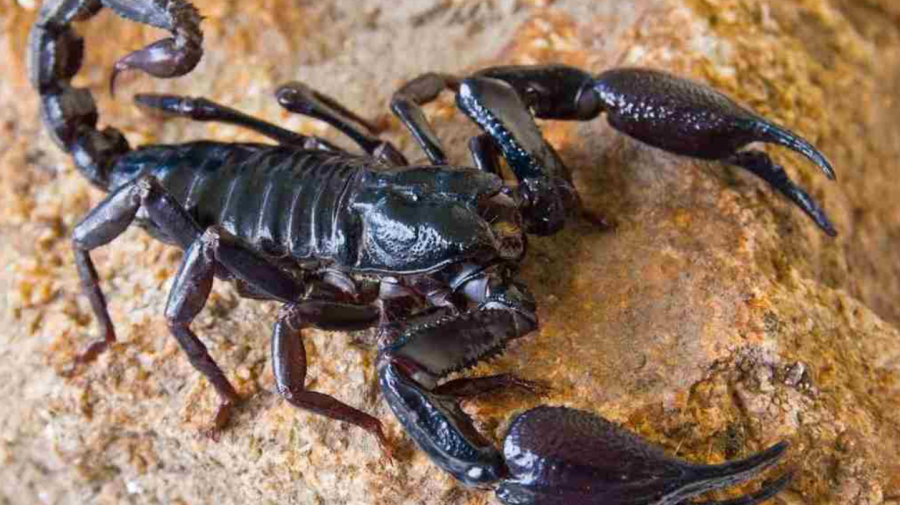 PERICOL în Egipt! Sute de persoane, atacate de scorpioni. Câte au murit