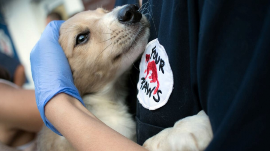Peste 1200 de câini au fost sterilizați anul trecut în Capitală. Animalele sunt vaccinate contra rabiei și microcipate