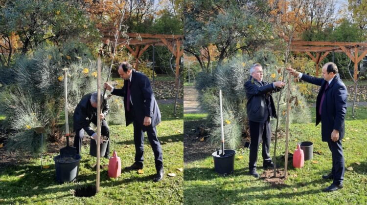 FOTO Țulea și-a adus aminte de independența Republicii Moldova. A plantat un copac la Budapesta. Cine l-a ajutat