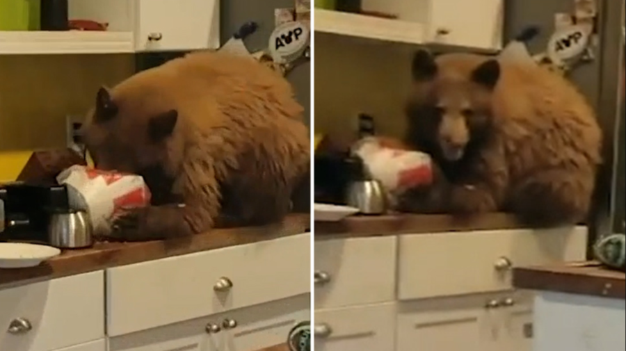 VIDEO S-a trezit cu un urs flămând în bucătărie! Animalul a intrat în casă pentru a se delecta cu fast-food