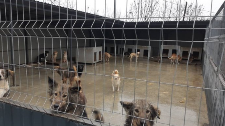 FOTO Încălcări grave, depistate la adăpostul pentru animale de companie fără stăpân din Chișinău. Ce spun inspectorii