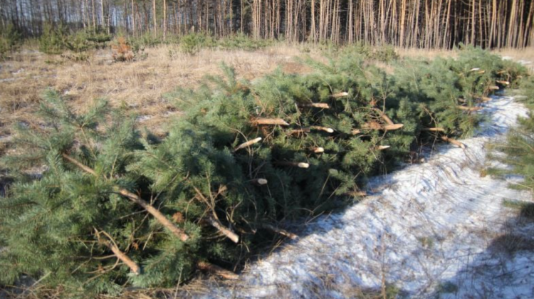 Măcelul din păduri, de Crăciun. Ce sancțiuni riscă moldovenii care vor fi prinși că taie ilegal brazi