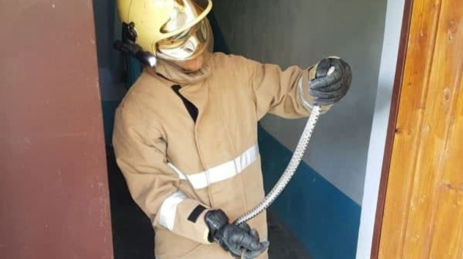 VIDEO Invazie de șerpi la o grădiniță din Cahul. Salvatorii au intervenit la fața locului