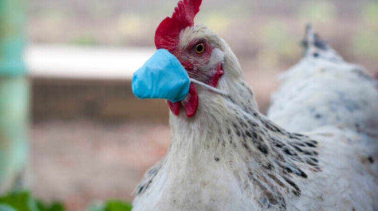 IMPORTANT! Ce este gripa aviară și cum se manifestă infecția