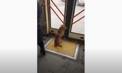 VIDEO Câinele călător! Un patruped a fost surprins cum se plimba cu troleibuzul prin Capitală