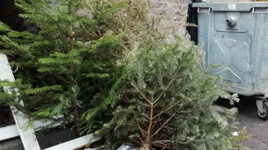 START reciclării pomilor de Crăciun! Care este îndemnul autorităților pentru locuitorii orașului