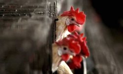 Focar de gripă aviară în raionul Orhei. ANSA spune ce măsuri au fost luate