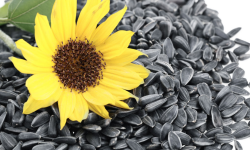 Ministerul Agriculturii: În septembrie în Moldova nu au fost importate semințe de floarea soarelui din Ucraina