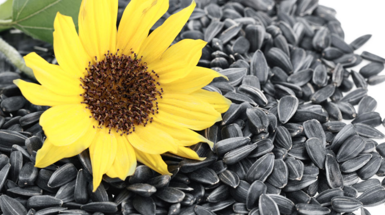 Ministerul Agriculturii: În septembrie în Moldova nu au fost importate semințe de floarea soarelui din Ucraina