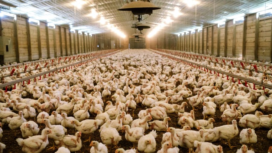 Manipulare rusească! Ne-au impus restricții asupra importului de carne de pasăre pe care nu o mai exportăm de trei ani