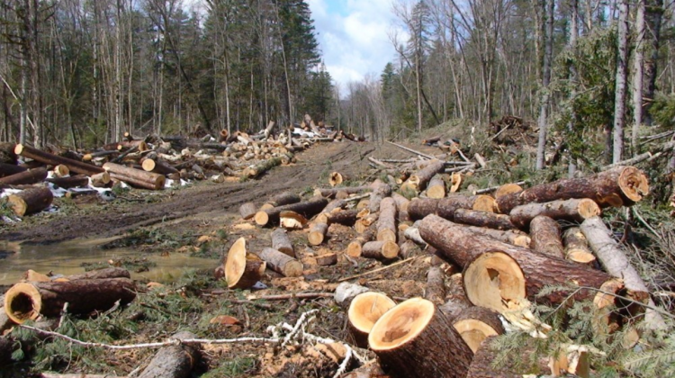 Sute de arbori, defrișați ilegal în raionul Dondușeni! Prejudiciile cauzate mediului constituie mii de lei