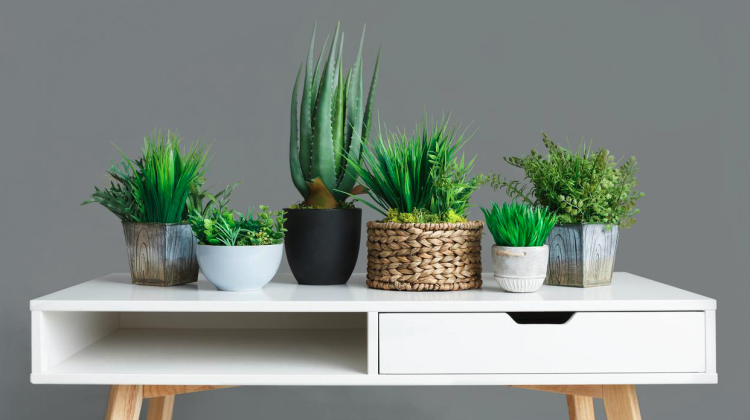 Plante care îți curăță aerul din casă! Iată cum trebuie se le îngrijești corect