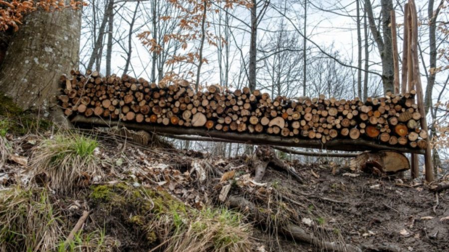 China se impune pe piața lemnului din Europa! „În câțiva ani nu va mai exista concurență”