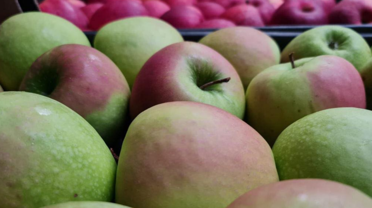 FOTO Prima partidă de mere din Moldova a ajuns în Israel! Fructele vor apărea pe rafturile magazinelor