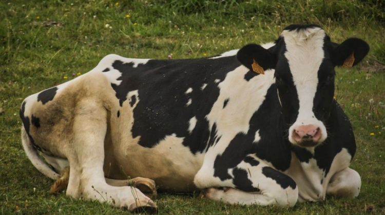 Caz pozitiv de rabie, depistat la o bovină din raionul Făleşti! Cadavrul acesteia a fost nimicit prin ardere