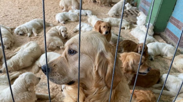Circa 120 de câini de la o crescătorie din orașul Odesa – găzduiți într-un adăpost temporar din Capitală