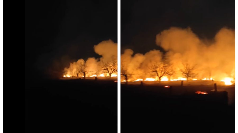 VIDEO Polițiștii, carabinierii și pompierii au luptat cu focul! O livadă din Edineț – mistuită de flăcări