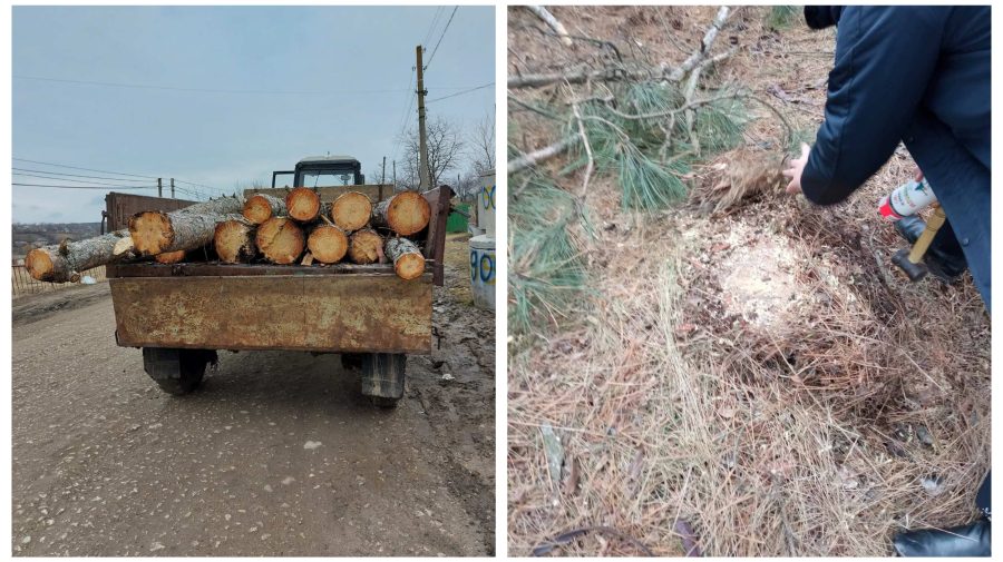 La furat lemne! O unitate de transport, surprinsă în timp ce „fugea” încărcată cu arbori tăiați ilegal