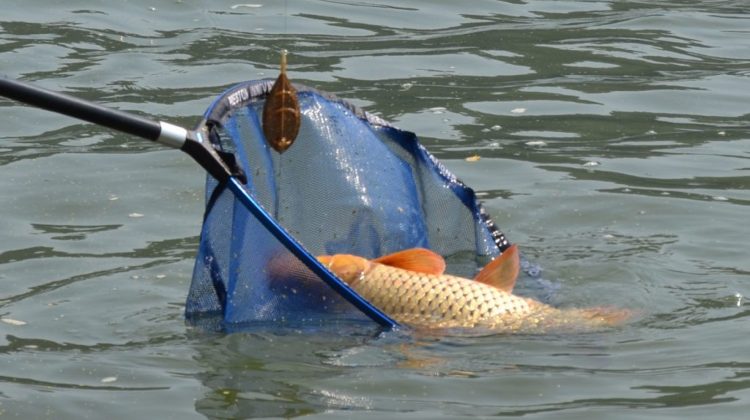 FOTO Pește viu – de vânzare în perioada de prohibiție! Ce amenzi riscă moldovenii care nu respectă legea