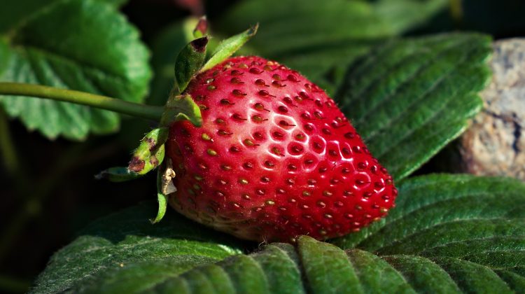 Lot de căpșune, interzis spre comercializare. Ce i-a alarmat pe specialiștii de la ANSA?