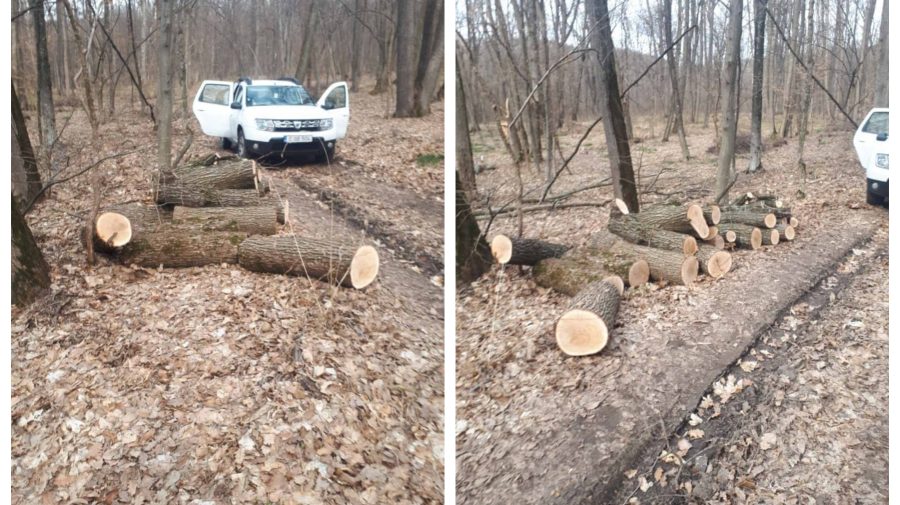 FOTO Pădurarul le-a permis să păcătuiască! Doi indivizi din Călărași, prinși când tăiau ilicit arbori din pădure