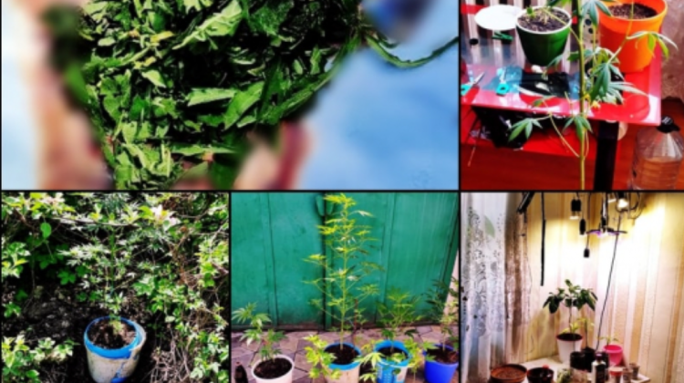 VIDEO Laborator improvizat – depistat în casa unui orheian. Bărbatul cultiva și creștea plante de cânepă