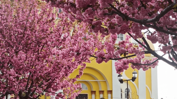 FOTO Frumusețe rară într-un parc din orașul Comrat! A înflorit Sakura