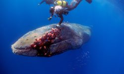 FOTO Balenă de 12 metri, „semn de mulțumire” salvatorilor spanioli: „Știa că suntem acolo pentru a ajuta”
