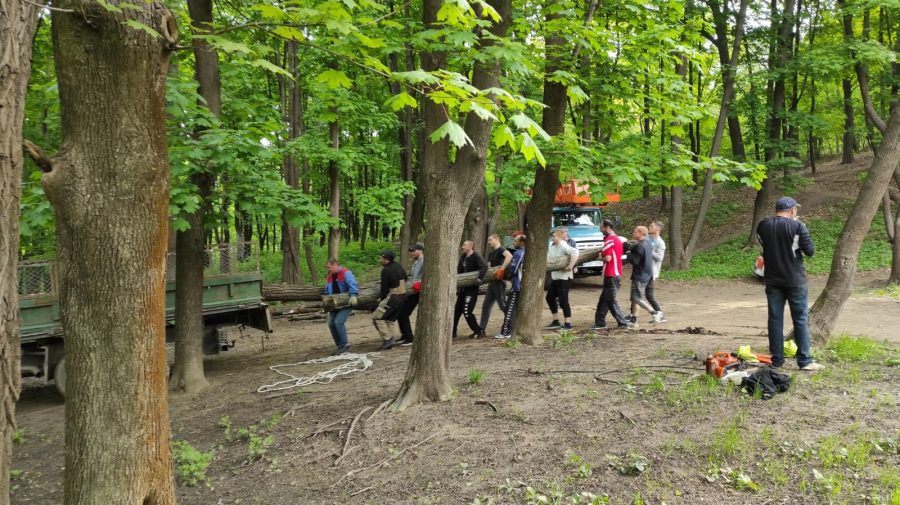 FOTO Au tăiat fără autorizația Ministerului Mediului. Î.M. „Spațiile Verzii”, luată la ochi de PAS: Tupeu fără margini