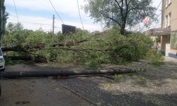 FOTO, VIDEO Un copac a fost smuls din rădăcini și doborât la pământ de vânt. S-a prăbușit peste mai multe mașini
