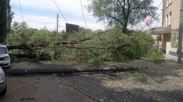 FOTO, VIDEO Un copac a fost smuls din rădăcini și doborât la pământ de vânt. S-a prăbușit peste mai multe mașini