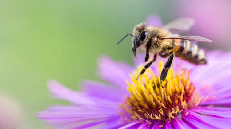 În atenția fermierilor și apicultorilor! Ce trebuie să facă pentru a evita intoxicarea albinelor