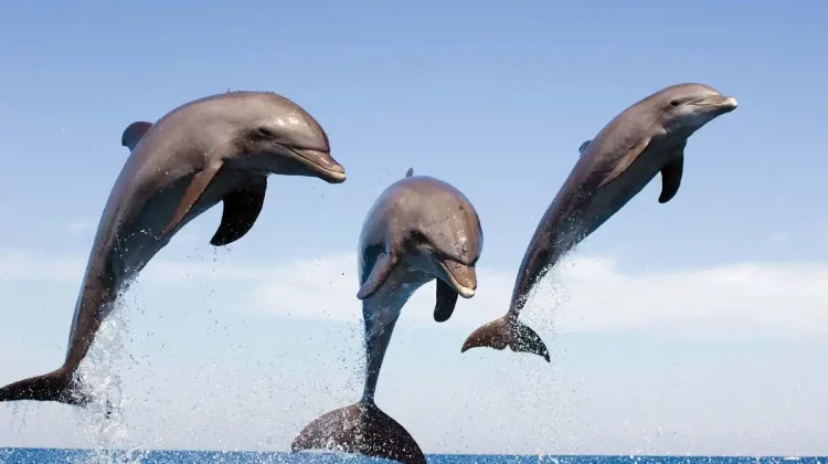 Zeci de delfini au murit în Marea Neagră de la începutul războiului din Ucraina. Ce legătută au delfinii cu războiul