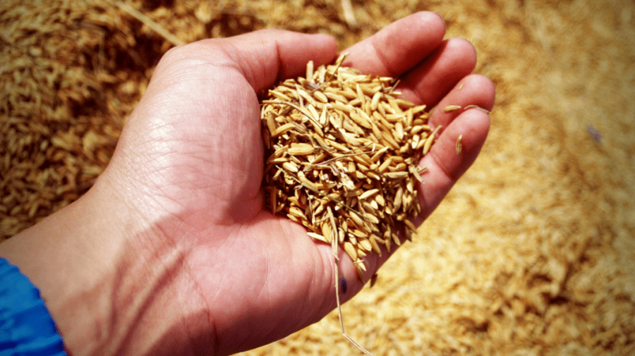 BANI.MD | Seceta a topit speranțele țăranilor! Condițiile aride vor tăia din recolta agricultorilor