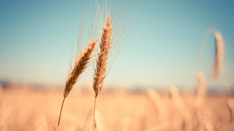 Mai mult grâu! Germania cere amânarea unei reguli europene care prevede rotaţia culturilor agricole
