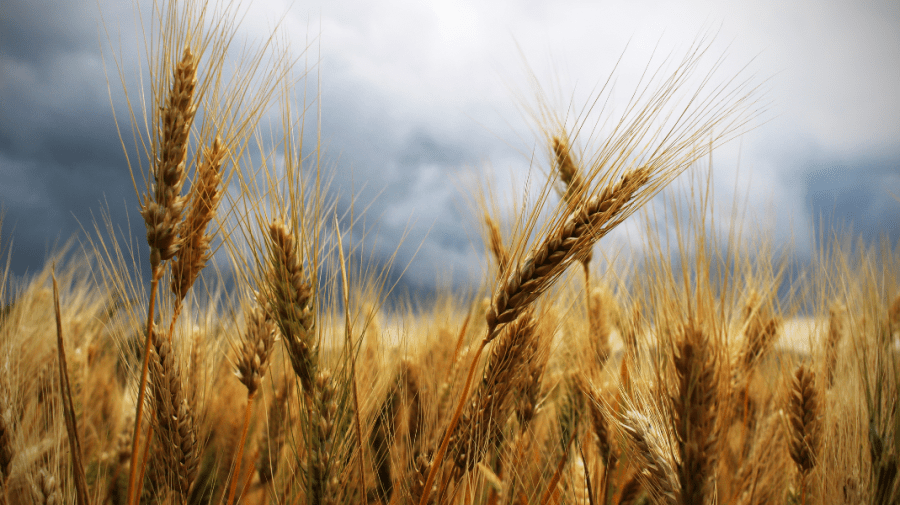 Din cauza războiului, circa 25 de milioane de tone de cereale sunt blocate în Ucraina