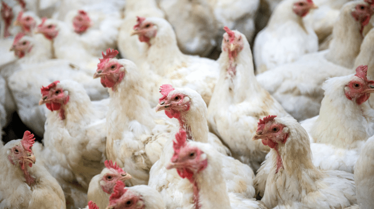Focar de gripă aviară în Ungheni! ANSA îndeamnă cetățenii să țină închise păsările în proprile gospodării
