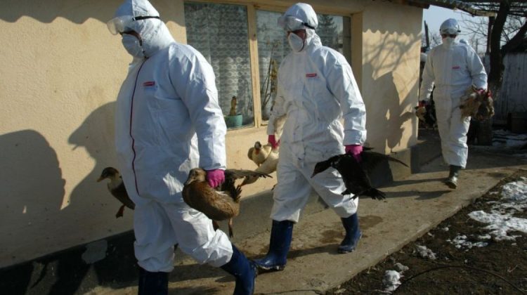 Focar de gripă aviară în Europa! Ungaria sacrifică aproape 100.000 de raţe din cauza gripei aviare