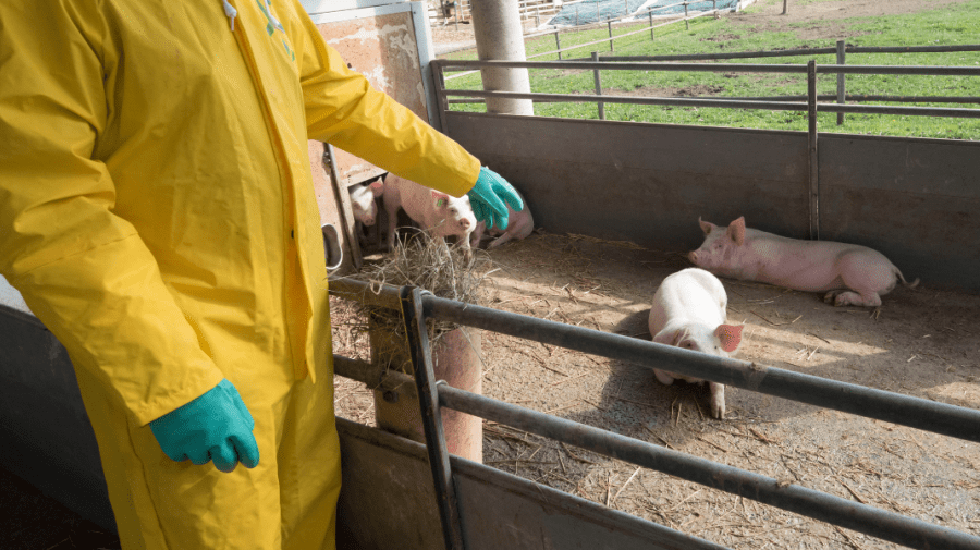 Atenționarea de la ANSA. Metodele de prevenire a apariției pestei porcine africane. Măsurile se referă la hrană