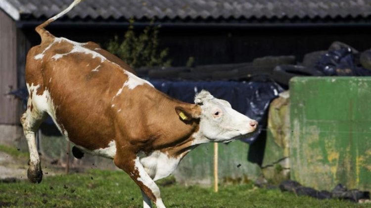 A turbat! Un caz de rabie a fost depistat la o vacă dintr-o localitate din Telenești. Cadavrul a fost ars