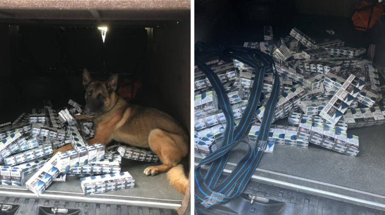 VIDEO Un câine de la Serviciul Vamal a găsit sute de pachete de țigări într-un microbuz. Țigările urmau să ajungă în UE