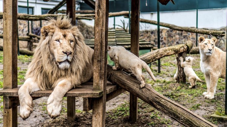 Alertă în România! Doi lei au scăpat din cușcă, la Grădina Zoologică din Rădăuți. Cum a avut loc incidentul