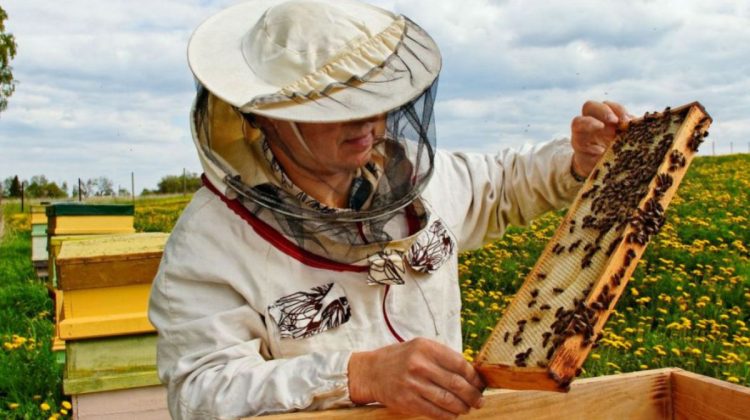 Albinele, protejate de intoxicarea cu produse fitosanitare. Agricultorii și apicultorii își vor coordona activitățile