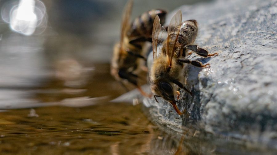Albinele, declarate pești de către o instanță din SUA. Cum se explică decizia bizară?