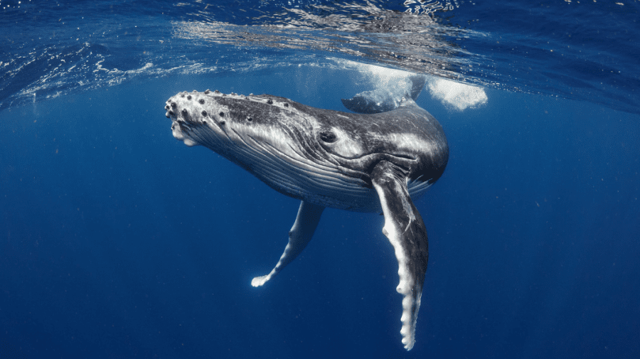 Alarmant! Balenele din Atlanticul de Nord sunt pe cale de dispariție