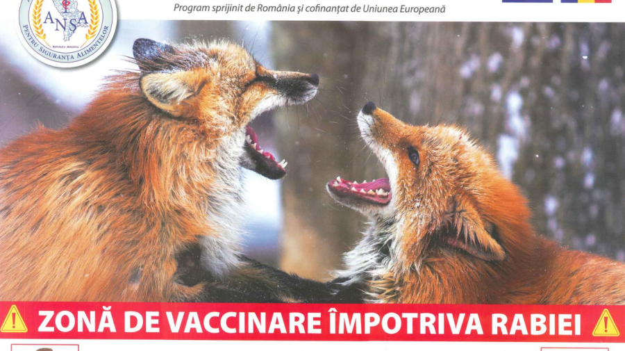 START campaniei de vaccinare antirabică a vulpilor în Republica Moldova. Cum se va desfășura